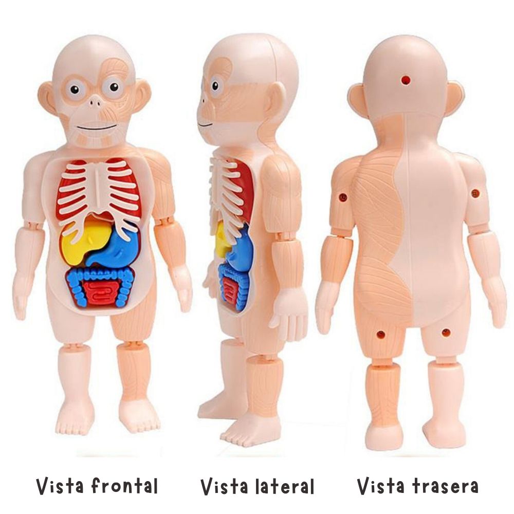 MODELO DE ÓRGANO HUMANO (1)