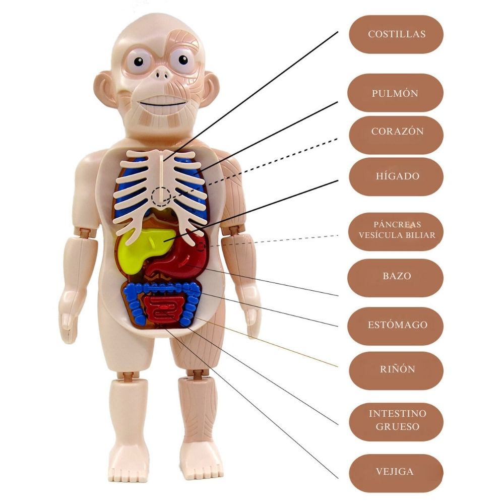MODELO DE ÓRGANO HUMANO (2)